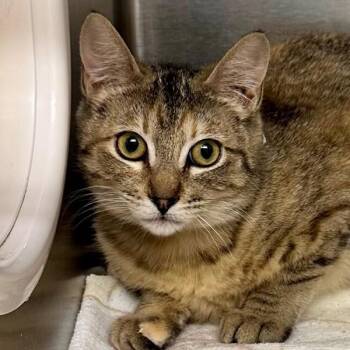 Domestic Short Hair Cats Available for Adoption in Walnut Creek, California - Raspberry Beret | PetCurious