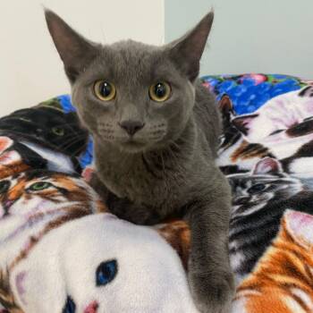 American Shorthair Cats Available for Adoption - Bruno | PetCurious