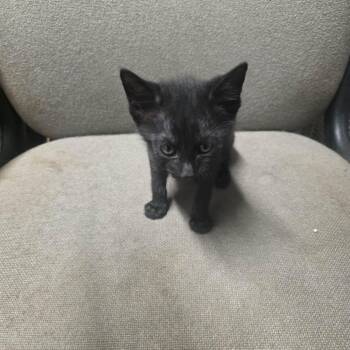 Raven -  Domestic Short Hair Cat for Adoption in Eufaula, Alabama - Raven | PetCurious