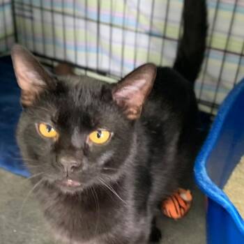 Domestic Short Hair Cats Available for Adoption in Monroe, Michigan - Abel | PetCurious