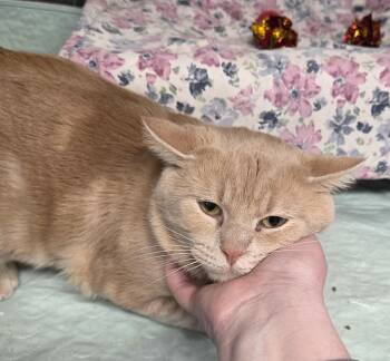 Domestic Short Hair Cats Available for Adoption - Simba | PetCurious