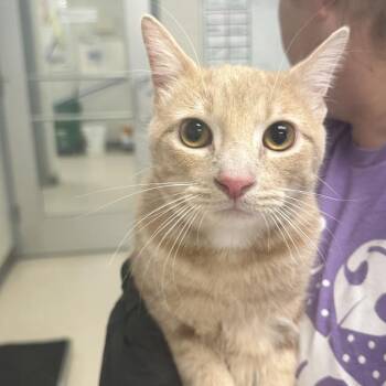 Polar -  Domestic Short Hair Cat for Adoption in Evansville, Indiana - Polar | PetCurious