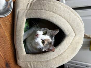 Rescue Domestic Short Hair Cats for Adoption in Cape May, New Jersey - Stella | PetCurious