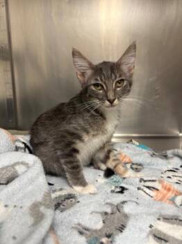 Rescue Domestic Short Hair Cats for Adoption in Centralia, Illinois - Joule | PetCurious