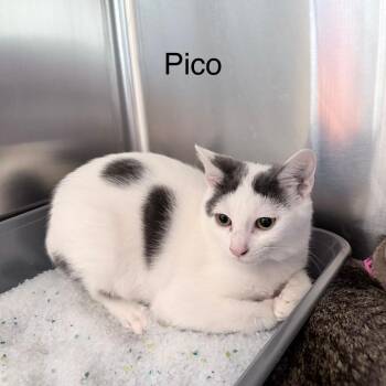 Pico -  Domestic Short Hair Cat for Adoption in Knoxville, Tennessee - Pico | PetCurious