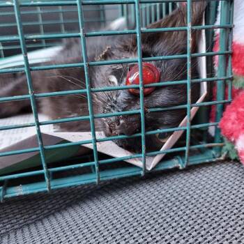 Domestic Short Hair Cats Available for Adoption in San Antonio, Texas - NIGHT | PetCurious