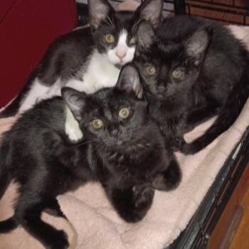 American Shorthair Cats Available for Adoption in Union City, New Jersey - Carly, Rossy & Ricky | PetCurious