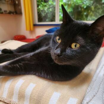 Domestic Short Hair Cats Available for Adoption in Kentfield, California - Prince | PetCurious