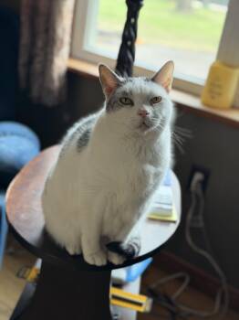 Scooter -  Domestic Short Hair Cat for Adoption in Plain City, Ohio - Scooter | PetCurious