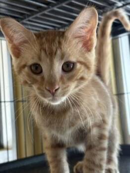 Pepperjack -  Domestic Short Hair Cat for Adoption in New Orleans, Louisiana - Pepperjack | PetCurious