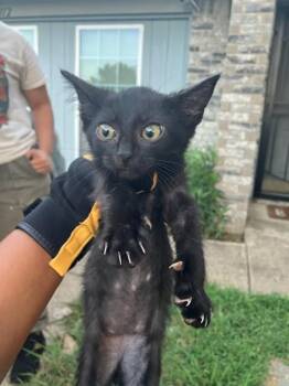 BLACK WIDOW -  Domestic Short Hair Cat for Adoption in Dallas, Texas - BLACK WIDOW | PetCurious