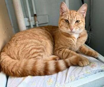 Walker -  Domestic Short Hair Cat for Adoption in Coatesville, Pennsylvania - Walker | PetCurious