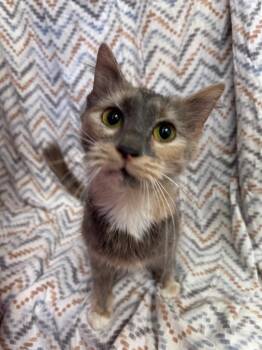 Domestic Short Hair Cats Available for Adoption in Madison, Georgia - Betty Genes | PetCurious
