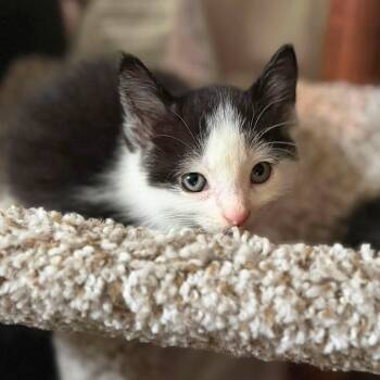 Jasper -  Domestic Short Hair Cat for Adoption in Cleveland, Ohio - Jasper | PetCurious