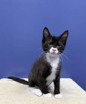 RJ -  Tuxedo Cat for Adoption in High Ridge, Missouri - RJ | PetCurious