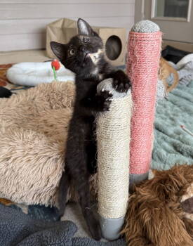 Rescue Tortoiseshell Cats for Adoption in Ocala, Florida - Vesta | PetCurious