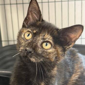 Princess Kitty -  Domestic Medium Hair Cat for Adoption in Birmingham, Alabama - Princess Kitty | PetCurious