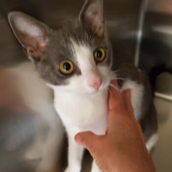 Rescue Domestic Short Hair Cats for Adoption in Muncie, Indiana - Ivory | PetCurious