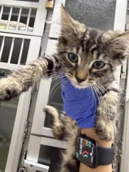 Pellagra -  Domestic Short Hair Cat for Adoption in Sacramento, California - Pellagra | PetCurious