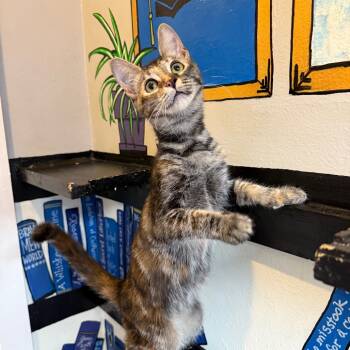 Rescue Domestic Short Hair Cats for Adoption in Los Angeles, California - Cuisinart | PetCurious