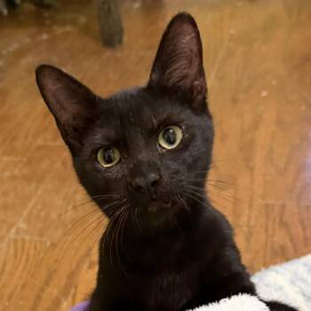 Kai -  Domestic Short Hair Cat for Adoption in Prosper, Texas - Kai | PetCurious
