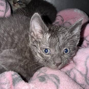 Candied Apple -  Domestic Short Hair Cat for Adoption in Troy, Virginia - Candied Apple | PetCurious