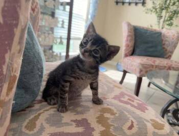 Miso -  Domestic Short Hair Cat for Adoption in Deltona, Florida - Miso | PetCurious