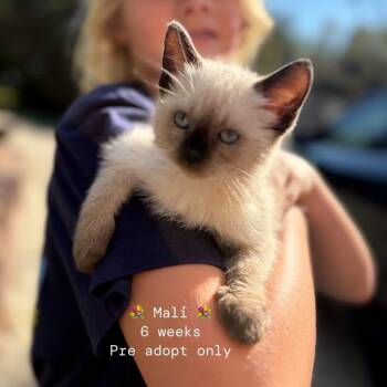 Mali -  Domestic Medium Hair Cat for Adoption - Mali | PetCurious