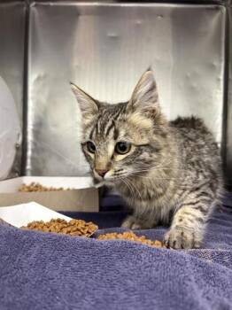 Domestic Long Hair Cats Available for Adoption - Frida | PetCurious