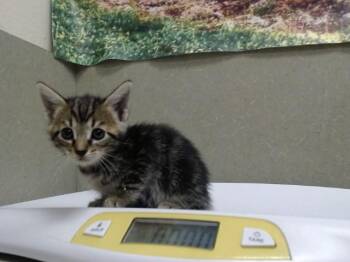 A554268 -  Domestic Short Hair Cat for Adoption in Moreno Valley, California - A554268 | PetCurious