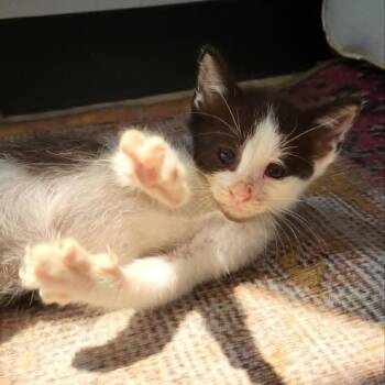 Wonder Woman -  Domestic Short Hair Cat for Adoption in Springfield, Ohio - Wonder Woman | PetCurious