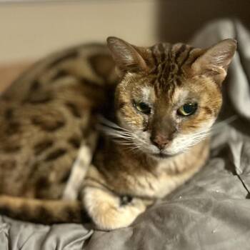 Bengal Cats Available for Adoption in Philadelphia, Pennsylvania - Kayla | PetCurious