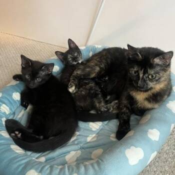 Domestic Short Hair Cats Available for Adoption in Wheeling, Illinois - Adora | PetCurious