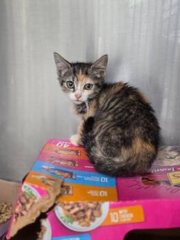 Amy -  Domestic Short Hair Cat for Adoption in Danielsville, Georgia - Amy | PetCurious