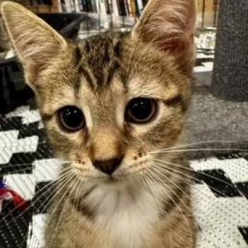 Cadweller -  Domestic Short Hair Cat for Adoption in Fredericksburg, Virginia - Cadweller | PetCurious