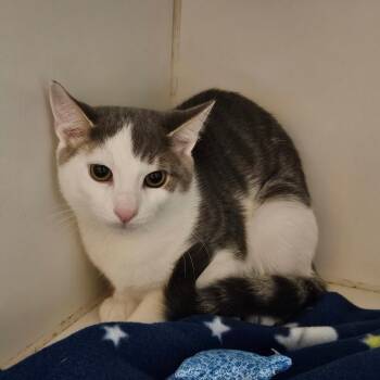 Pecan Crunch -  Domestic Short Hair Cat for Adoption in Oak Brook, Illinois - Pecan Crunch | PetCurious