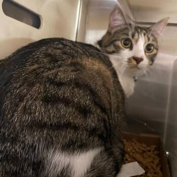 Domestic Short Hair Cats Available for Adoption in Hattiesburg, Mississippi - Penny | PetCurious