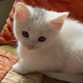Plume -  Domestic Short Hair Cat for Adoption in San Pablo, California - Plume | PetCurious