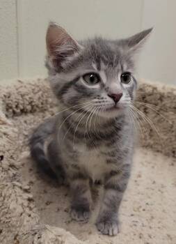SWEET TART -  Domestic Short Hair Cat Available for Adoption in Sandusky, Ohio - SWEET TART | PetCurious