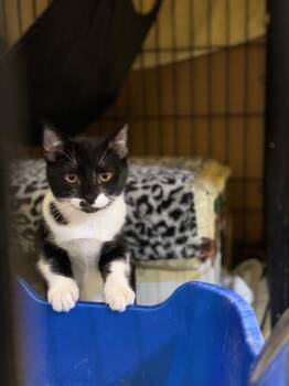 Rescue Tuxedo Cats for Adoption in South San Francisco, California - Fiona | PetCurious