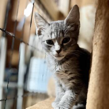 Topaz in Baltimore, MD -  Domestic Short Hair Cat Available for Adoption - Topaz In Baltimore, MD | PetCurious