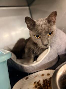 Tom -  Domestic Short Hair Cat for Adoption in Huntington, Indiana - Tom | PetCurious