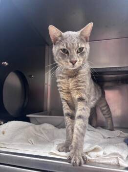 Beetle -  Domestic Short Hair Cat for Adoption in Burgaw, North Carolina - Beetle | PetCurious