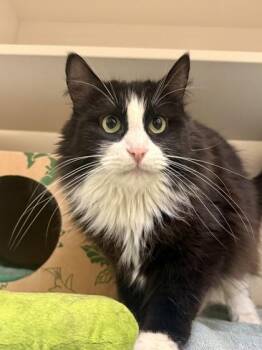Rosey -  Domestic Long Hair Cat for Adoption in Harbor Springs, Michigan - Rosey | PetCurious