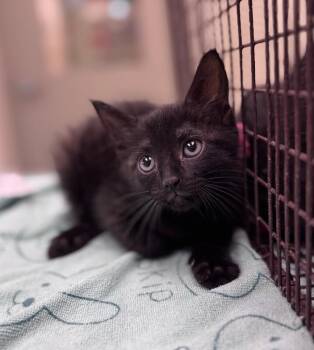 Domestic Short Hair Cats Available for Adoption in Disputanta, Virginia - Aldi Anne | PetCurious