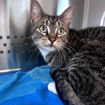 Domestic Short Hair Cats Available for Adoption in Norman, Oklahoma - Zelda | PetCurious