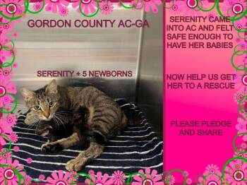 Rescue Domestic Short Hair Cats for Adoption in Dalton, Georgia - Serenity | PetCurious