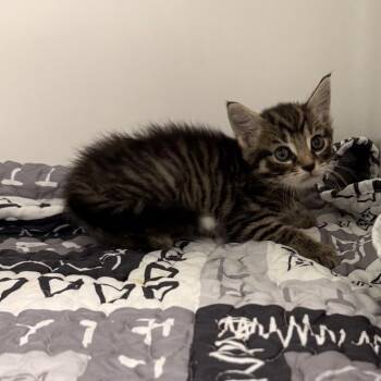 Thing 2 -  Domestic Short Hair Cat for Adoption in Charleston, West Virginia - Thing 2 | PetCurious