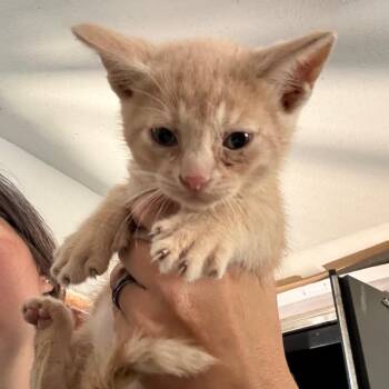 Finley -  Domestic Short Hair Cat for Adoption in Yucaipa, California - Finley | PetCurious