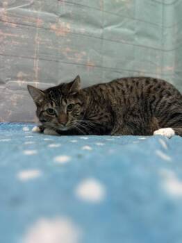 Domestic Short Hair Cats Available for Adoption - Charlie | PetCurious